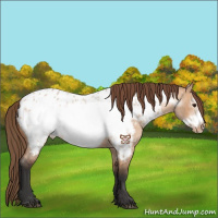 Horse Color:Bay Roan Dun Frame Appaloosa 