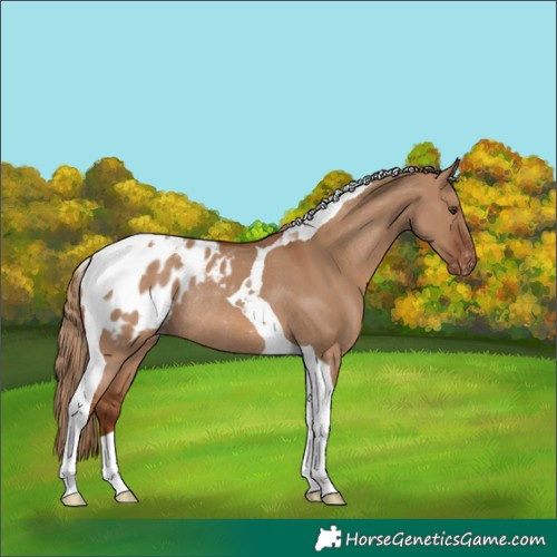 Horse Color:Red Dun Tobiano Blanket Rabicano