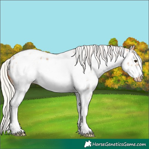 Horse Color:White Spotted Silver Bay Dun Frame Appaloosa Rabicano 