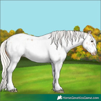 Horse Color:White Spotted Silver Bay Dun Frame Appaloosa Rabicano 