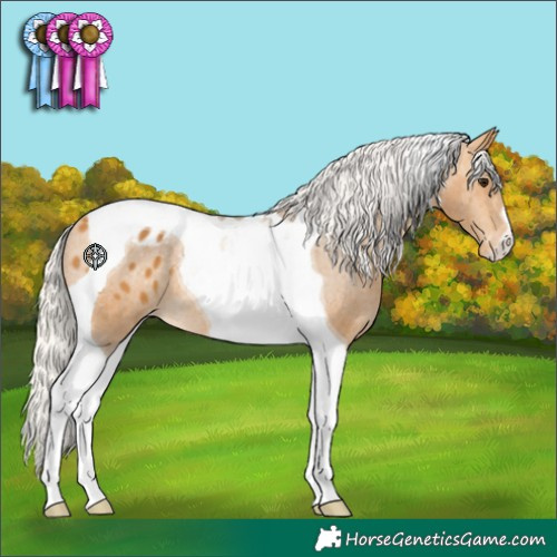 Horse Color:Silver Buckskin Tobiano Blanket 