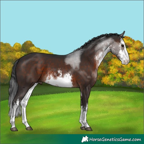 Horse Color:White Spotted Brown 