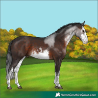 Horse Color:White Spotted Brown 