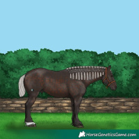 Horse Color:Silver Brown 