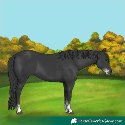 Horse Color:Black Sabino