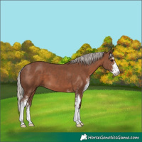 Horse Color:Silver Black Sabino 