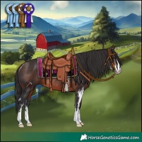 Horse Color:Brown Sabino Rabicano 