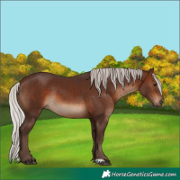 Horse Color:Silver Brown Rabicano