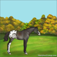 Horse Color:Smoky Black Sabino Appaloosa 