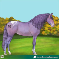 Horse Color:Watercolor Bay Pearl Appaloosa 