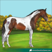 Horse Color:Brown Tobiano 