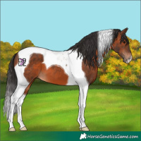 Horse Color:Brown Tobiano