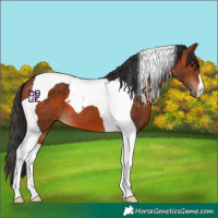 Horse Color:Bay Tobiano 
