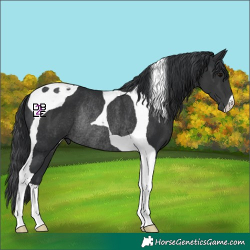 Horse Color:Black Tobiano Rabicano 