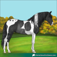 Horse Color:Black Tobiano Rabicano