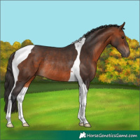 Horse Color:Bay Tobiano Rabicano