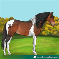 Horse Color:Bay Tobiano Rabicano 