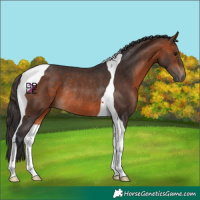 Horse Color:Bay Tobiano Rabicano 
