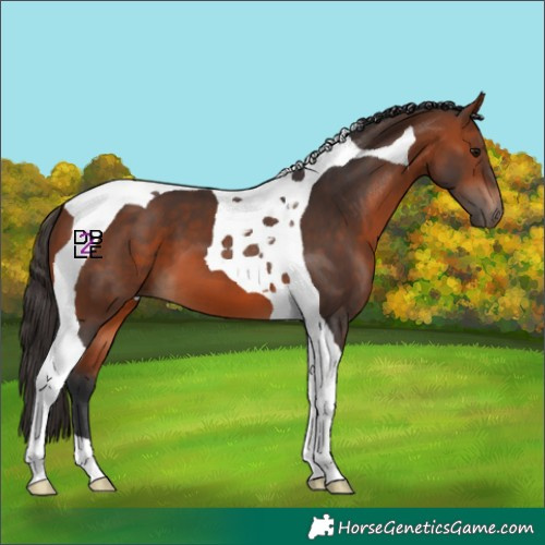 Horse Color:Bay Tobiano 