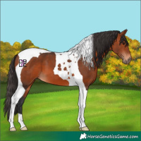 Horse Color:Bay Tobiano 