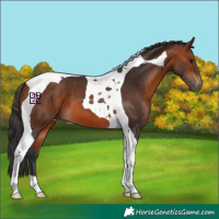 Horse Color:Bay Tobiano