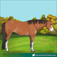 Horse Color:Bay Sabino 