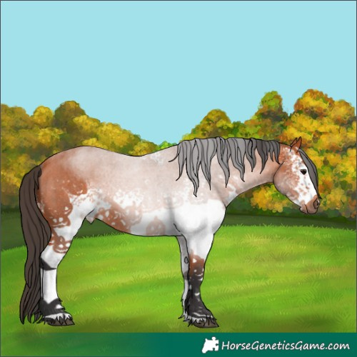 Horse Color:White Spotted Bay Roan Rabicano 