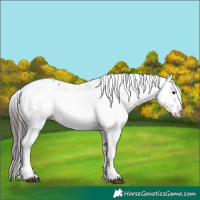 Horse Color:White Spotted Bay Rabicano 