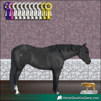 Horse Color:Black Sabino