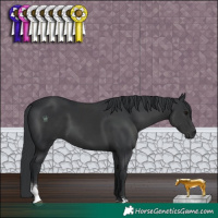 Horse Color:Black Sabino 