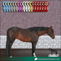 Horse Color:Brown Rabicano