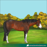 Horse Color:Brown Sabino Rabicano 