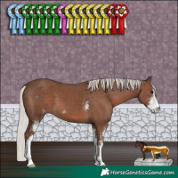Horse Color:Silver Black Sabino 