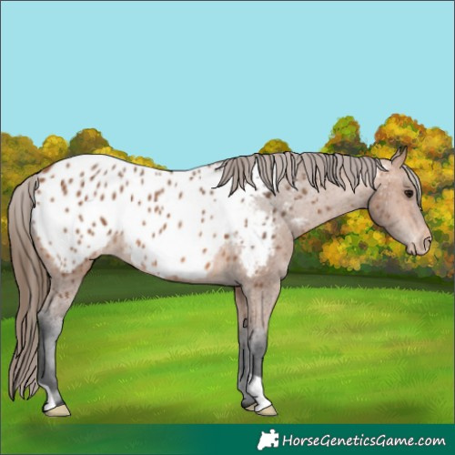 Horse Color:Bay Appaloosa 