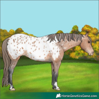 Horse Color:Bay Appaloosa 