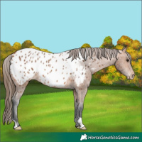 Horse Color:Bay Appaloosa 