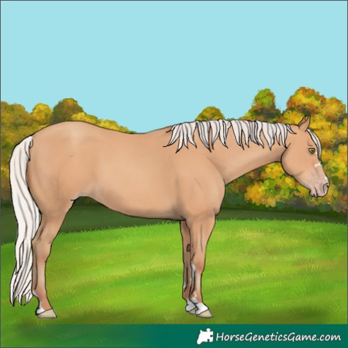 Horse Color:Silver Amber Champagne 