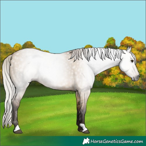 Horse Color:Gray Silver Bay Dun 