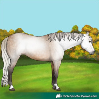 Horse Color:Gray Silver Bay Dun 