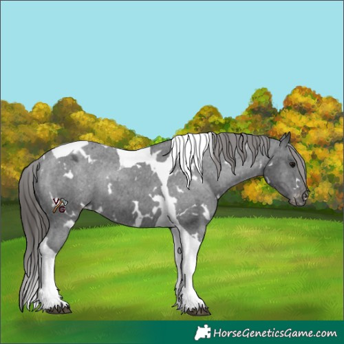 Horse Color:White Spotted Black Tobiano Appaloosa Rabicano 