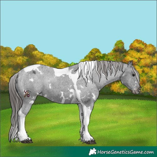Horse Color:White Spotted Black Tobiano Appaloosa Rabicano 