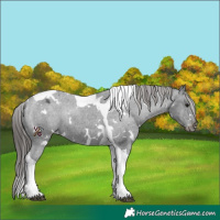 Horse Color:White Spotted Black Tobiano Appaloosa Rabicano 
