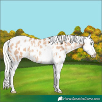Horse Color:Silver Amber Champagne Sabino Tobiano Near Leopard Rabicano 