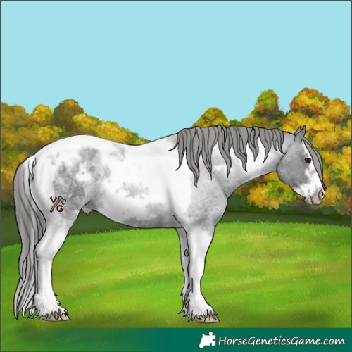 Horse Color:Blue Roan Splash Tobiano Frame Appaloosa 
