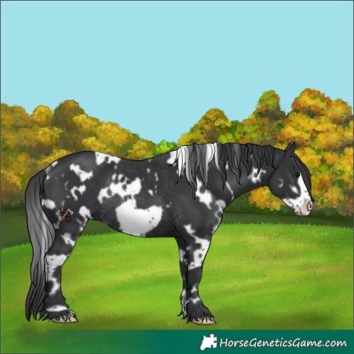 Horse Color:White Spotted Black Frame Rabicano 