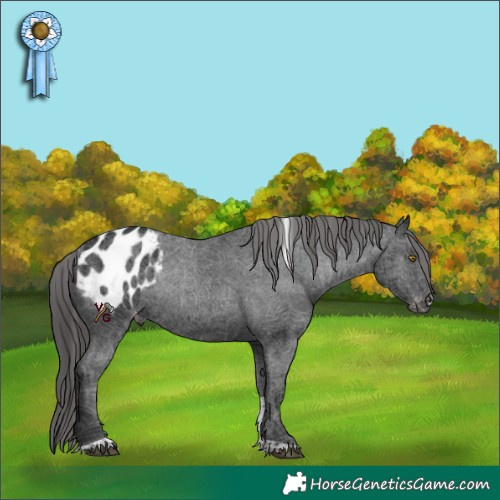 Horse Color:Black Tobiano Appaloosa 