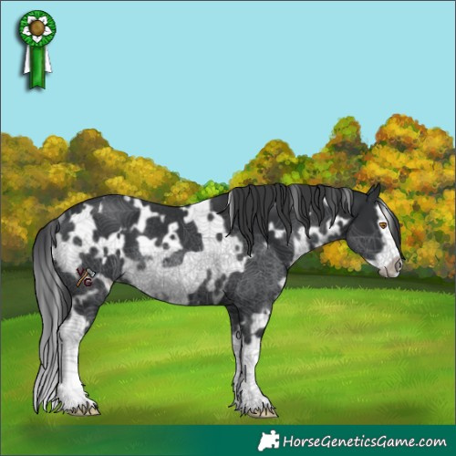 Horse Color:White Spotted Black Splash Frame Rabicano 