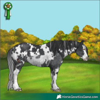 Horse Color:White Spotted Black Splash Frame Rabicano
