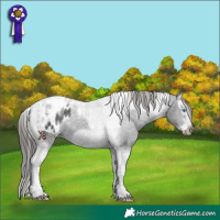 Horse Color:Black Splash Tobiano Frame Blanket 