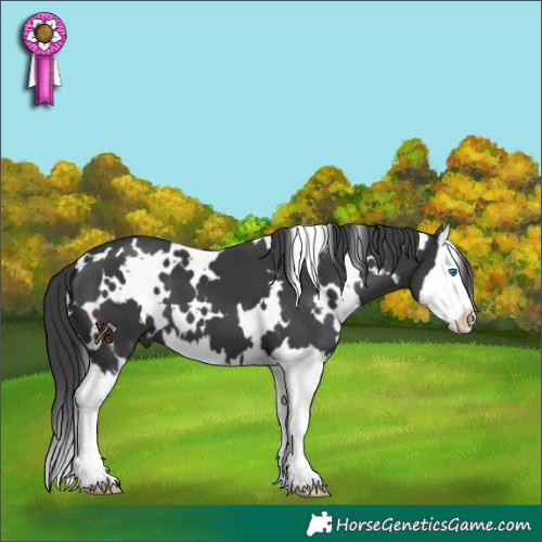 Horse Color:White Spotted Black Splash 
